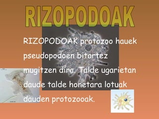 RIZOPODOAK RIZOPODOAK protozoo hauek pseudopodoen bitartez  mugitzen dira. Talde ugarietan daude talde honetara lotuak dauden protozooak. 