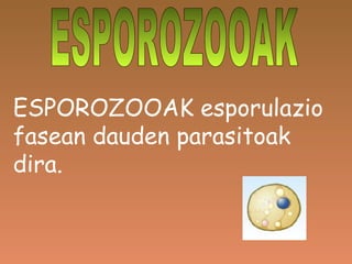 ESPOROZOOAK esporulazio fasean dauden parasitoak dira.  ESPOROZOOAK 