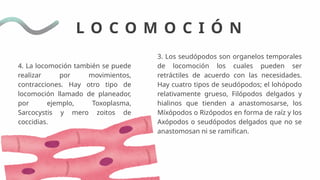 Introducción y Clasificación de Protozoarios en Veterinaria: Morfología ...