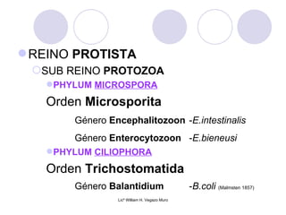 REINO PROTISTA
 SUB REINO PROTOZOA
    PHYLUM MICROSPORA
   Orden Microsporita
        Género Encephalitozoon -E.intestinalis
        Género Enterocytozoon -E.bieneusi
    PHYLUM CILIOPHORA
   Orden Trichostomatida
        Género Balantidium                     -B.coli (Malmsten 1857)
                 Licº William H. Vegazo Muro
 