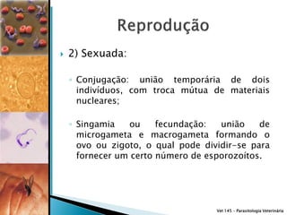    2) Sexuada:

    ◦ Conjugação: união temporária de dois
      indivíduos, com troca mútua de materiais
      nucleares;

    ◦ Singamia    ou    fecundação:  união    de
      microgameta e macrogameta formando o
      ovo ou zigoto, o qual pode dividir-se para
      fornecer um certo número de esporozoítos.




                                    Vet 145 – Parasitologia Veterinária
 