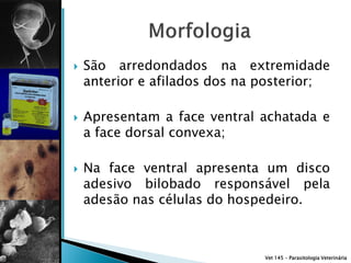    São arredondados na extremidade
    anterior e afilados dos na posterior;

   Apresentam a face ventral achatada e
    a face dorsal convexa;

   Na face ventral apresenta um disco
    adesivo bilobado responsável pela
    adesão nas células do hospedeiro.



                               Vet 145 – Parasitologia Veterinária
 