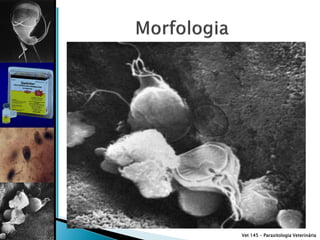 Vet 145 – Parasitologia Veterinária
 