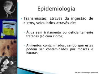    Transmissão: através da ingestão de
    cistos, veiculados através de:

    ◦ Água sem tratamento ou deficientemente
      tratadas (só com cloro);

    ◦ Alimentos contaminados, sendo que estes
      podem ser contaminados por moscas e
      baratas;




                                  Vet 145 – Parasitologia Veterinária
 