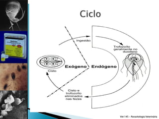 Vet 145 – Parasitologia Veterinária
 