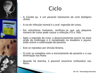    A Giardia sp. é um parasito monoxeno de ciclo biológico
    direto.

   A via de infecção normal é a oral: ingestão de cistos.

   Em voluntários humanos, verificou-se que um pequeno
    número de cistos pode causar a infecção (10 a 100).

   Após a ingestão do cisto, o desencistamento ocorre no meio
    ácido do estômago e é completado no duodeno e jejuno,
    onde ocorre a colonização do parasito.

   Este se reproduz por divisão binária.

   O ciclo se completa com o encistamento do parasito e a sua
    eliminação nas fezes.

   Quando há diarréia, é possível encontrar trofozoítos nas
    fezes.


                                                  Vet 145 – Parasitologia Veterinária
 