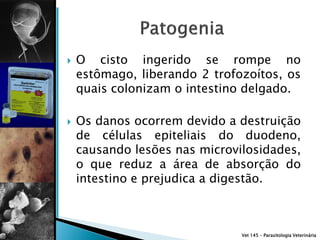    O cisto ingerido se rompe no
    estômago, liberando 2 trofozoítos, os
    quais colonizam o intestino delgado.

   Os danos ocorrem devido a destruição
    de células epiteliais do duodeno,
    causando lesões nas microvilosidades,
    o que reduz a área de absorção do
    intestino e prejudica a digestão.



                               Vet 145 – Parasitologia Veterinária
 