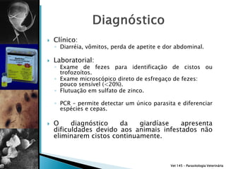    Clínico:
    ◦ Diarréia, vômitos, perda de apetite e dor abdominal.

   Laboratorial:
    ◦ Exame de fezes para identificação de cistos ou
      trofozoítos.
    ◦ Exame microscópico direto de esfregaço de fezes:
      pouco sensível (<20%).
    ◦ Flutuação em sulfato de zinco.

    ◦ PCR – permite detectar um único parasita e diferenciar
      espécies e cepas.

   O     diagnóstico   da    giardíase   apresenta
    dificuldades devido aos animais infestados não
    eliminarem cistos continuamente.



                                             Vet 145 – Parasitologia Veterinária
 