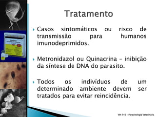    Casos sintomáticos ou         risco de
    transmissão      para          humanos
    imunodeprimidos.

   Metronidazol ou Quinacrina – inibição
    da síntese de DNA do parasito.

   Todos     os   indivíduos     de                um
    determinado ambiente devem                      ser
    tratados para evitar reincidência.


                                 Vet 145 – Parasitologia Veterinária
 