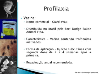    Vacina:
    ◦ Nome comercial – GiardiaVax

    ◦ Distribuída no Brasil pela Fort Dodge Saúde
      Animal Ltda.

    ◦ Característica – Vacina contendo trofozoítos
      inativados.

    ◦ Forma de aplicação – Injeção subcutânea com
      segunda dose de 2 a 4 semanas após a
      primeira.

    ◦ Revacinação anual recomendada.


                                       Vet 145 – Parasitologia Veterinária
 