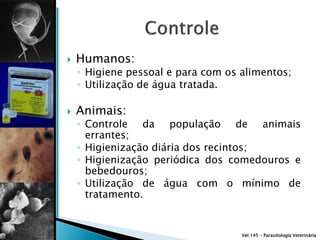    Humanos:
    ◦ Higiene pessoal e para com os alimentos;
    ◦ Utilização de água tratada.

   Animais:
    ◦ Controle da população de animais
      errantes;
    ◦ Higienização diária dos recintos;
    ◦ Higienização periódica dos comedouros e
      bebedouros;
    ◦ Utilização de água com o mínimo de
      tratamento.


                                    Vet 145 – Parasitologia Veterinária
 