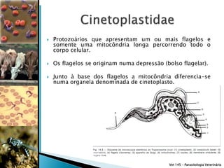    Protozoários que apresentam um ou mais flagelos e
    somente uma mitocôndria longa percorrendo todo o
    corpo celular.

   Os flagelos se originam numa depressão (bolso flagelar).

   Junto à base dos flagelos a mitocôndria diferencia-se
    numa organela denominada de cinetoplasto.




                                             Vet 145 – Parasitologia Veterinária
 