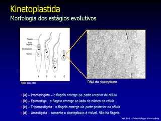 Vet 145 – Parasitologia Veterinária
 