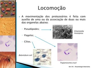    A movimentação dos protozoários é feita com
    auxílio de uma ou da associação de duas ou mais
    das organelas abaixo:

    ◦ Pseudópodes;
                                                 Entamoeba
                                                 histolytica
    ◦ Flagelos;

    ◦ Cílios.




Balantidum coli



                                Trypanosoma cruzi
                                         Vet 145 – Parasitologia Veterinária
 