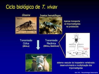 Vet 145 – Parasitologia Veterinária
 