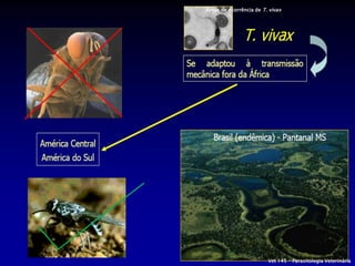 Áreas de ocorrência de T. vivax




                         Vet 145 – Parasitologia Veterinária
 