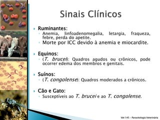    Ruminantes:
    ◦ Anemia, linfoadenomegalia,      letargia,      fraqueza,
      febre, perda do apetite.
    ◦ Morte por ICC devido à anemia e miocardite.

   Equinos:
    ◦ (T. brucei): Quadros agudos ou crônicos, pode
      ocorrer edema dos membros e genitais.

   Suínos:
    ◦ (T.   congolense): Quadros moderados a crônicos.

   Cão e Gato:
    ◦ Susceptíveis ao   T. brucei e ao T. congolense.



                                            Vet 145 – Parasitologia Veterinária
 