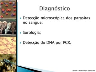   Detecção microscópica dos parasitas
    no sangue;

   Sorologia;

   Detecção do DNA por PCR.




                               Vet 145 – Parasitologia Veterinária
 