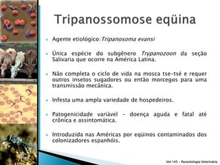    Agente etiológico:Tripanosoma evansi

   Única espécie do subgênero Trypanozoon da seção
    Salivaria que ocorre na América Latina.

   Não completa o ciclo de vida na mosca tse-tsé e requer
    outros insetos sugadores ou então morcegos para uma
    transmissão mecânica.

   Infesta uma ampla variedade de hospedeiros.

   Patogenicidade variável – doença aguda e fatal até
    crônica e assintomática.

   Introduzida nas Américas por eqüinos contaminados dos
    colonizadores espanhóis.


                                            Vet 145 – Parasitologia Veterinária
 