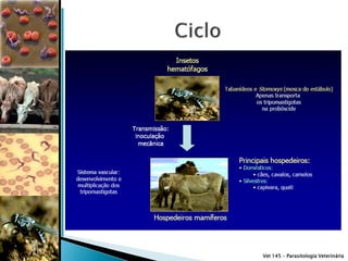 Vet 145 – Parasitologia Veterinária
 