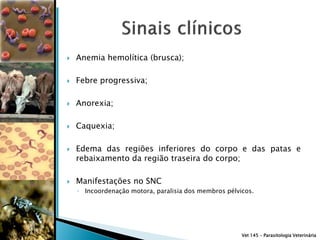    Anemia hemolítica (brusca);

   Febre progressiva;

   Anorexia;

   Caquexia;

   Edema das regiões inferiores do corpo e das patas e
    rebaixamento da região traseira do corpo;

   Manifestações no SNC
    ◦ Incoordenação motora, paralisia dos membros pélvicos.




                                                       Vet 145 – Parasitologia Veterinária
 