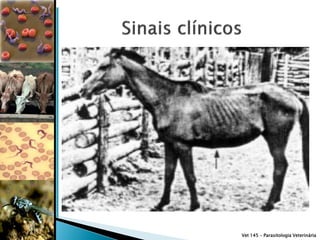 Vet 145 – Parasitologia Veterinária
 