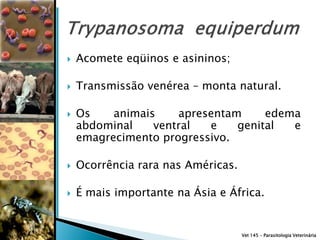    Acomete eqüinos e asininos;

   Transmissão venérea – monta natural.

   Os    animais    apresentam     edema
    abdominal    ventral  e    genital  e
    emagrecimento progressivo.

   Ocorrência rara nas Américas.

   É mais importante na Ásia e África.


                                    Vet 145 – Parasitologia Veterinária
 