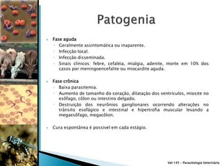    Fase aguda
    ◦ Geralmente assintomática ou inaparente.
    ◦ Infecção local.
    ◦ Infecção disseminada.
    ◦ Sinais clínicos: febre, cefaléia, mialgia, adenite, morte em 10% dos
       casos por meningoencefalite ou miocardite aguda.

   Fase crônica
    ◦ Baixa parasitemia.
    ◦ Aumento de tamanho do coração, dilatação dos ventrículos, miosite no
       esôfago, côlon ou intestino delgado.
    ◦ Destruição dos neurônios ganglionares ocorrendo alterações no
       trânsito esofágico e intestinal e hipertrofia muscular levando a
       megaesôfago, megacôlon.

   Cura espontânea é possivel em cada estágio.




                                                       Vet 145 – Parasitologia Veterinária
 