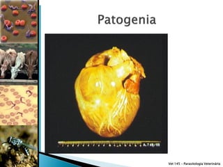 Vet 145 – Parasitologia Veterinária
 