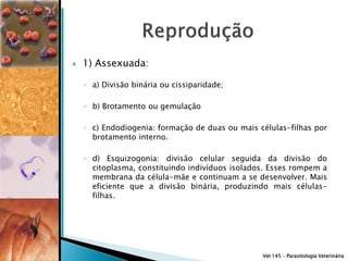    1) Assexuada:

    ◦ a) Divisão binária ou cissiparidade;

    ◦ b) Brotamento ou gemulação

    ◦ c) Endodiogenia: formação de duas ou mais células-filhas por
      brotamento interno.

    ◦ d) Esquizogonia: divisão celular seguida da divisão do
      citoplasma, constituindo indivíduos isolados. Esses rompem a
      membrana da célula-mãe e continuam a se desenvolver. Mais
      eficiente que a divisão binária, produzindo mais células-
      filhas.




                                                 Vet 145 – Parasitologia Veterinária
 