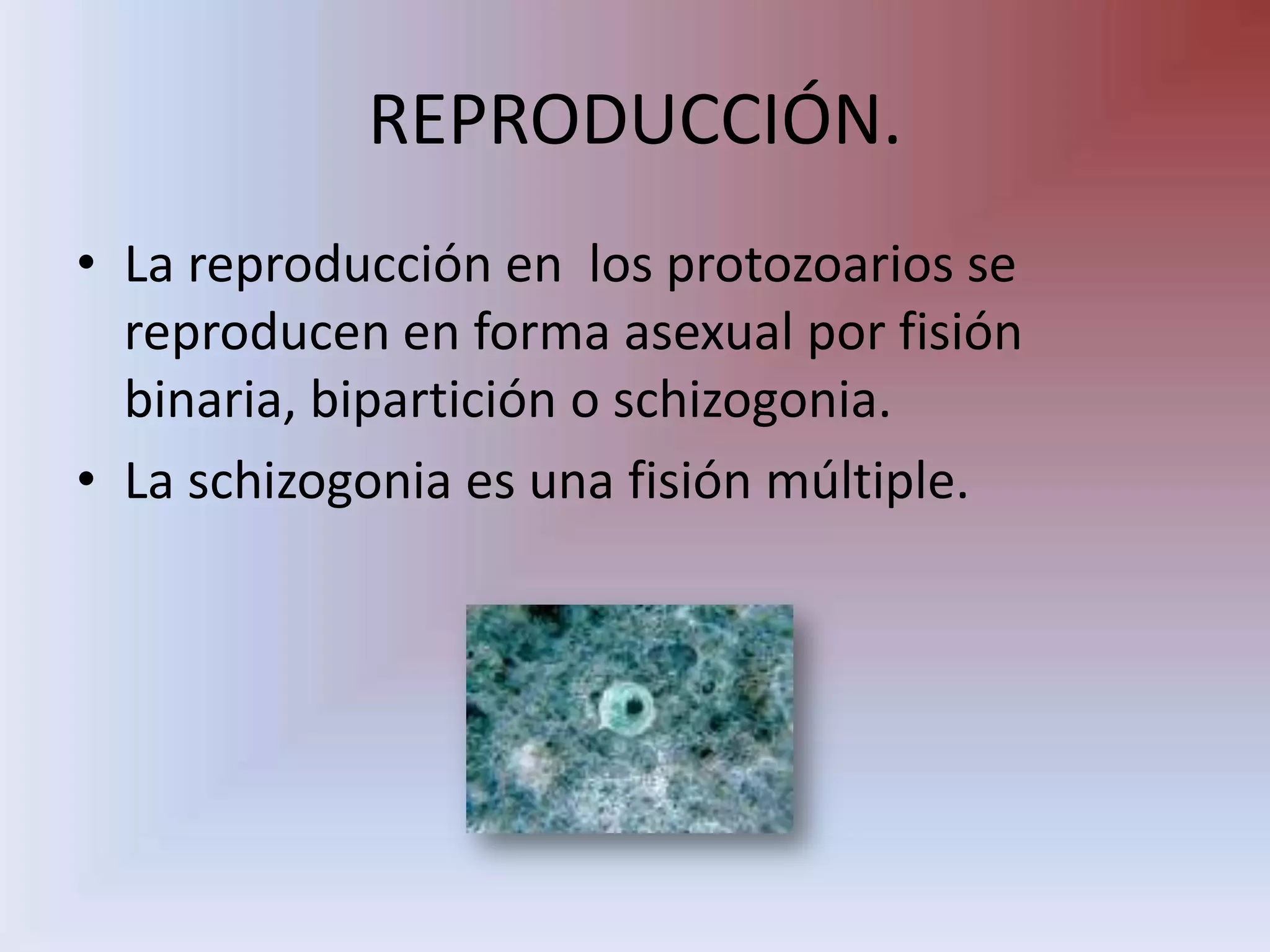 REPRODUCCIÓN.La reproducción en  los protozoarios se reproducen en forma asexual por fisión binaria, bipartición o schizogonia.La schizogonia es una fisión múltiple.