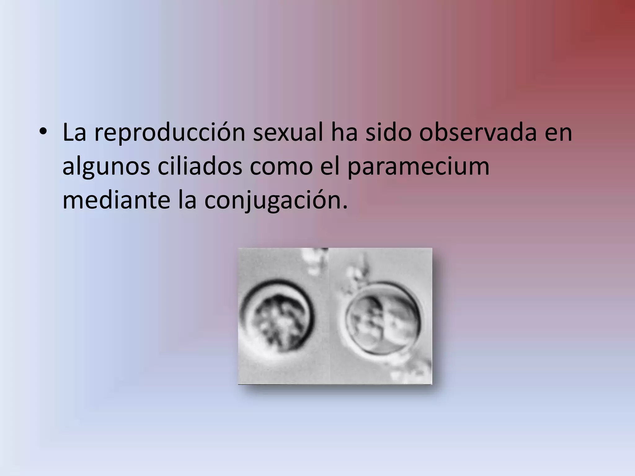 La reproducción sexual ha sido observada en algunos ciliados como el parameciummediante la conjugación.