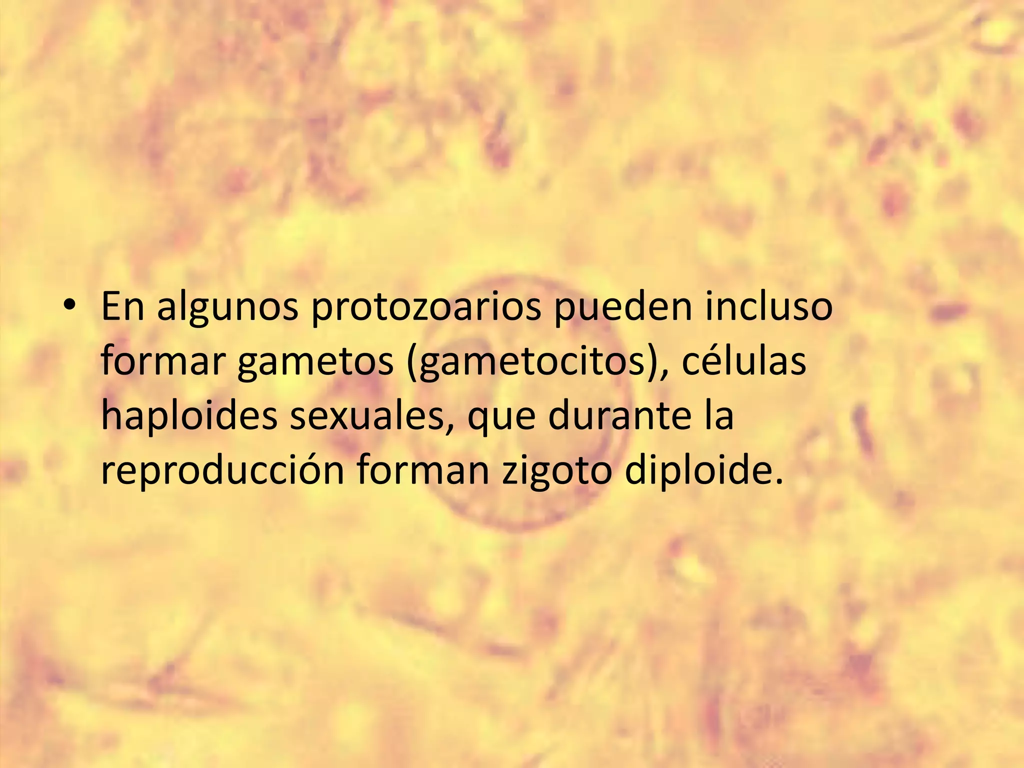 En algunos protozoarios pueden incluso formar gametos (gametocitos), células haploides sexuales, que durante la reproducción forman zigoto diploide.