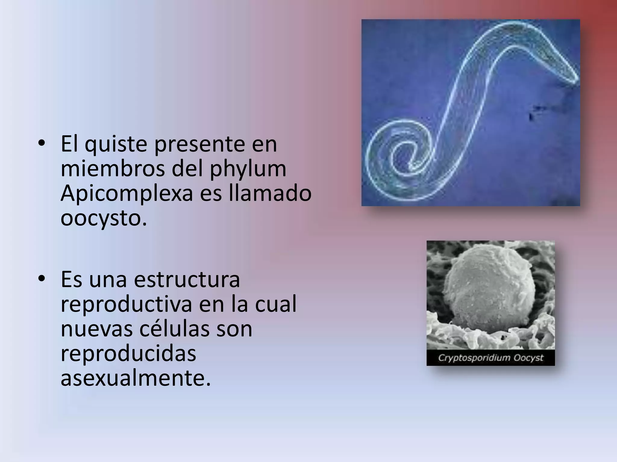 El quiste presente en miembros del phylum Apicomplexa es llamado oocysto.Es una estructura reproductiva en la cual nuevas células son reproducidas asexualmente.