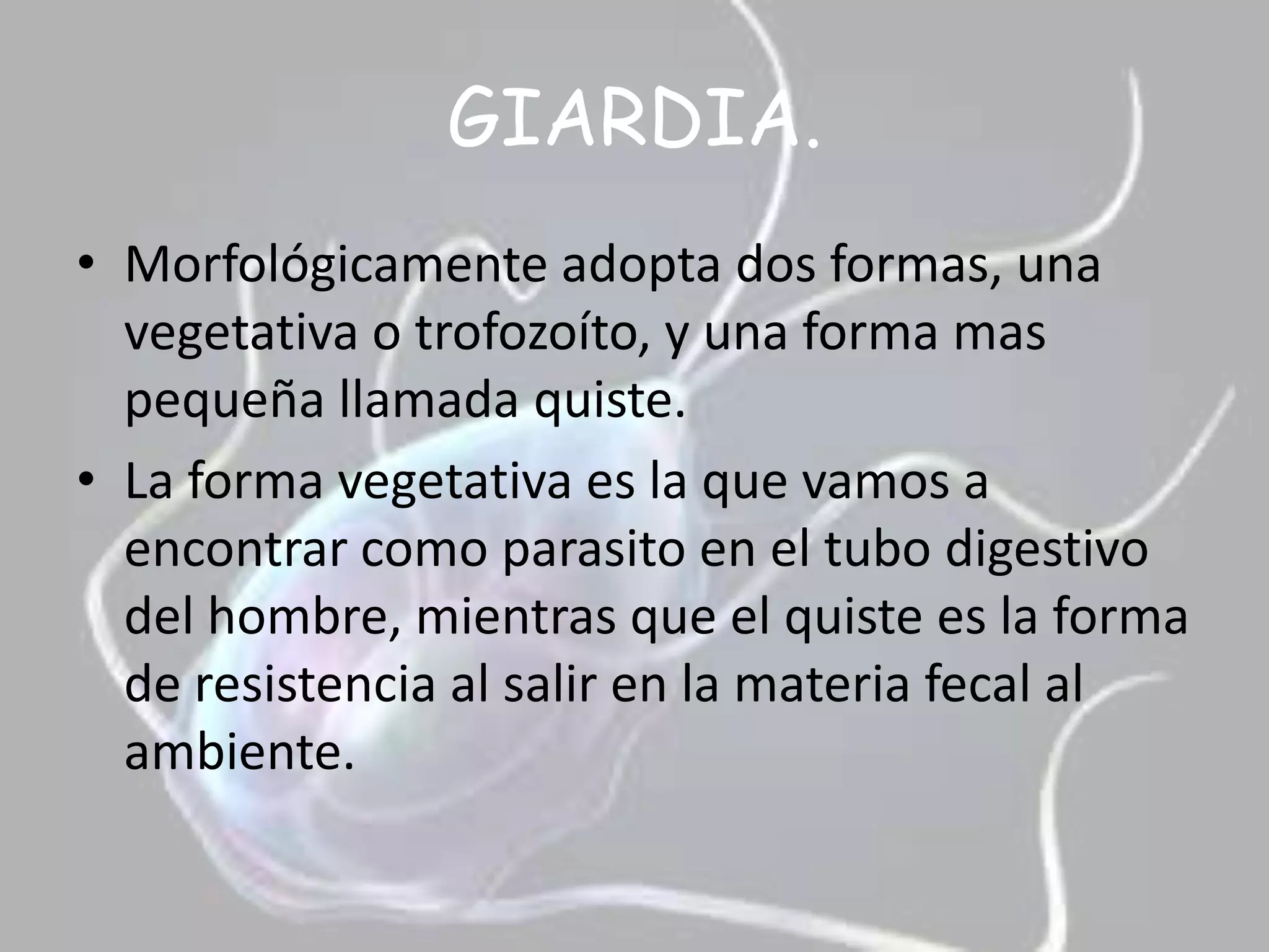 GIARDIA.Morfológicamente adopta dos formas, una vegetativa o trofozoíto, y una forma mas pequeña llamada quiste.La forma vegetativa es la que vamos a encontrar como parasito en el tubo digestivo del hombre, mientras que el quiste es la forma de resistencia al salir en la materia fecal al ambiente.