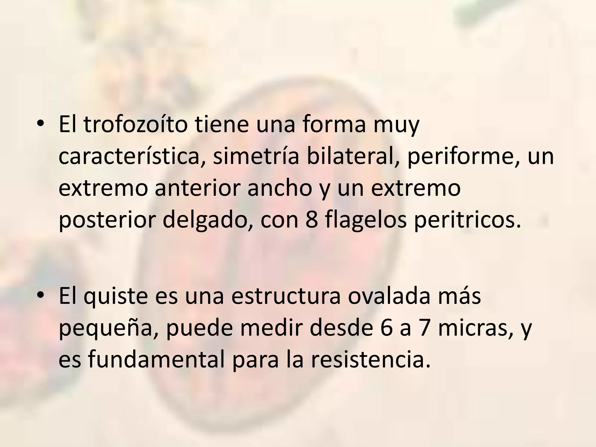 El trofozoíto tiene una forma muy característica, simetría bilateral, periforme, un extremo anterior ancho y un extremo posterior delgado, con 8 flagelos peritricos.El quiste es una estructura ovalada más pequeña, puede medir desde 6 a 7 micras, y es fundamental para la resistencia.