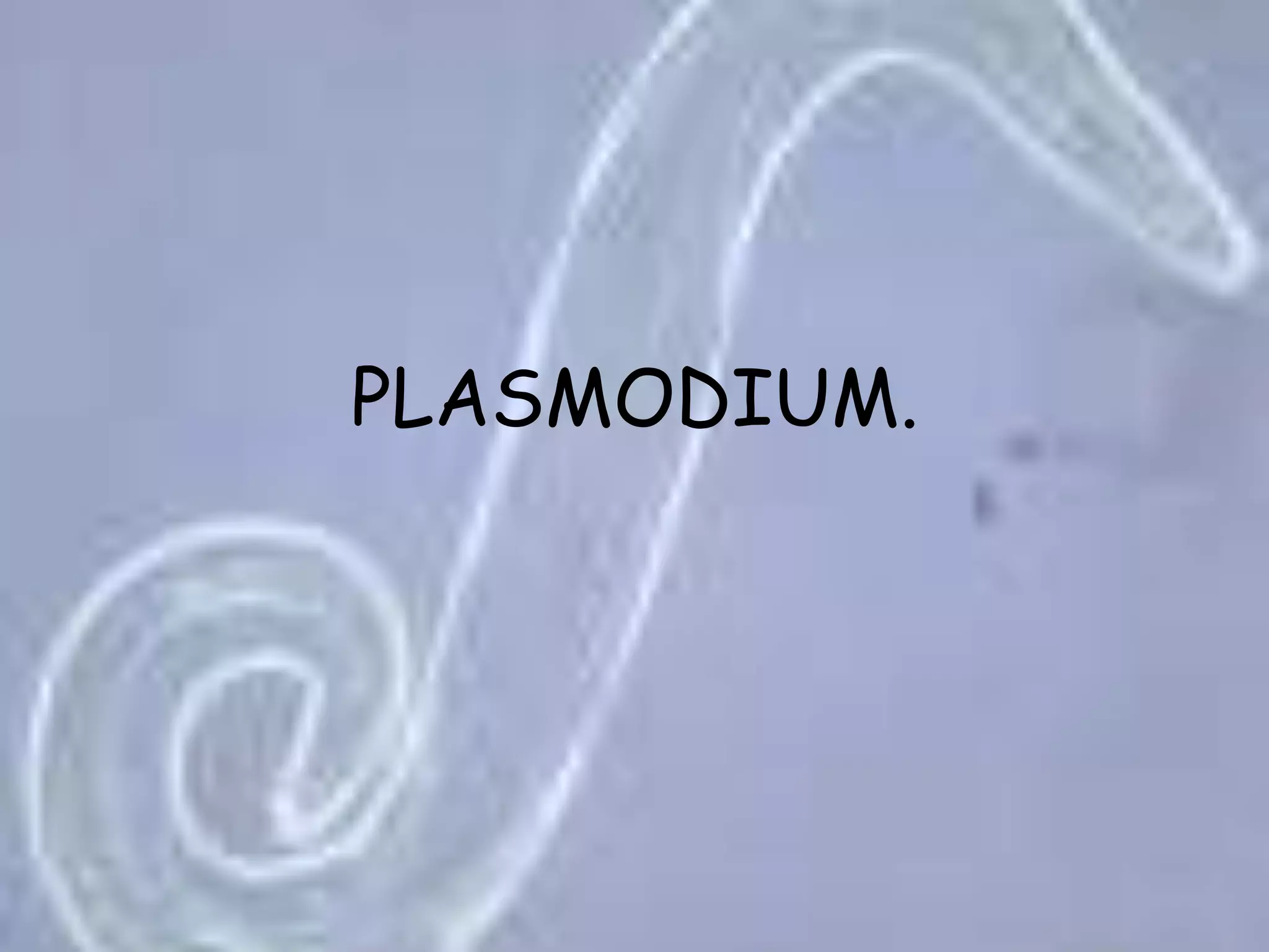 PLASMODIUM.