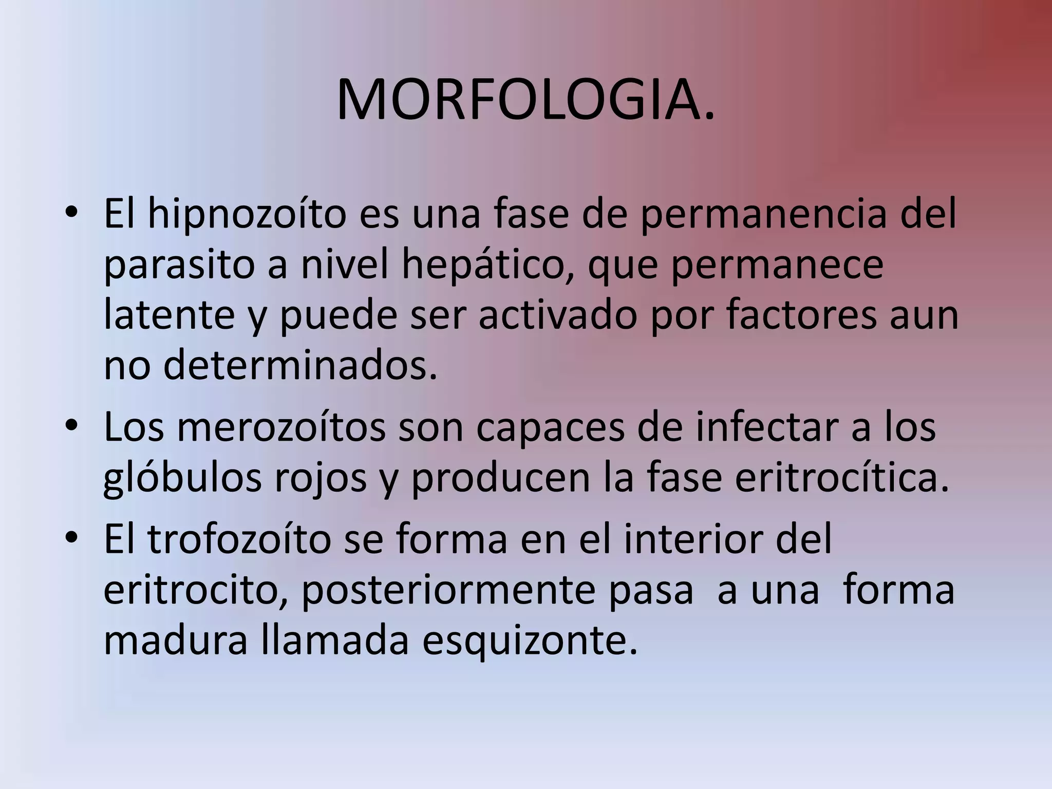 MORFOLOGIA.El hipnozoíto es una fase de permanencia del parasito a nivel hepático, que permanece latente y puede ser activado por factores aun no determinados.Los merozoítos son capaces de infectar a los glóbulos rojos y producen la fase eritrocítica.El trofozoíto se forma en el interior del eritrocito, posteriormente pasa  a una  forma madura llamada esquizonte.