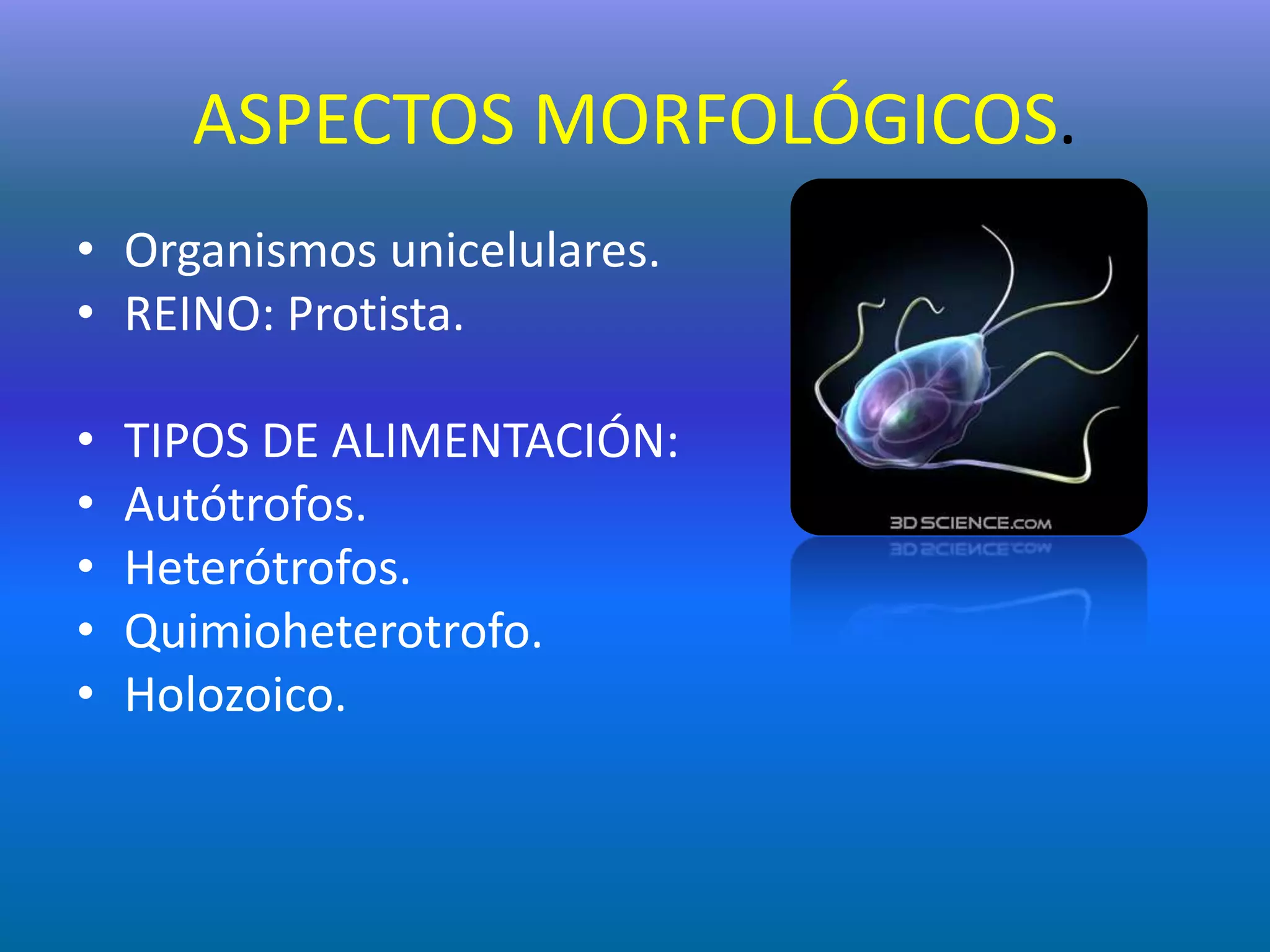 ASPECTOS MORFOLÓGICOS.Organismos unicelulares.REINO: Protista.TIPOS DE ALIMENTACIÓN:Autótrofos.Heterótrofos.Quimioheterotrofo.Holozoico.