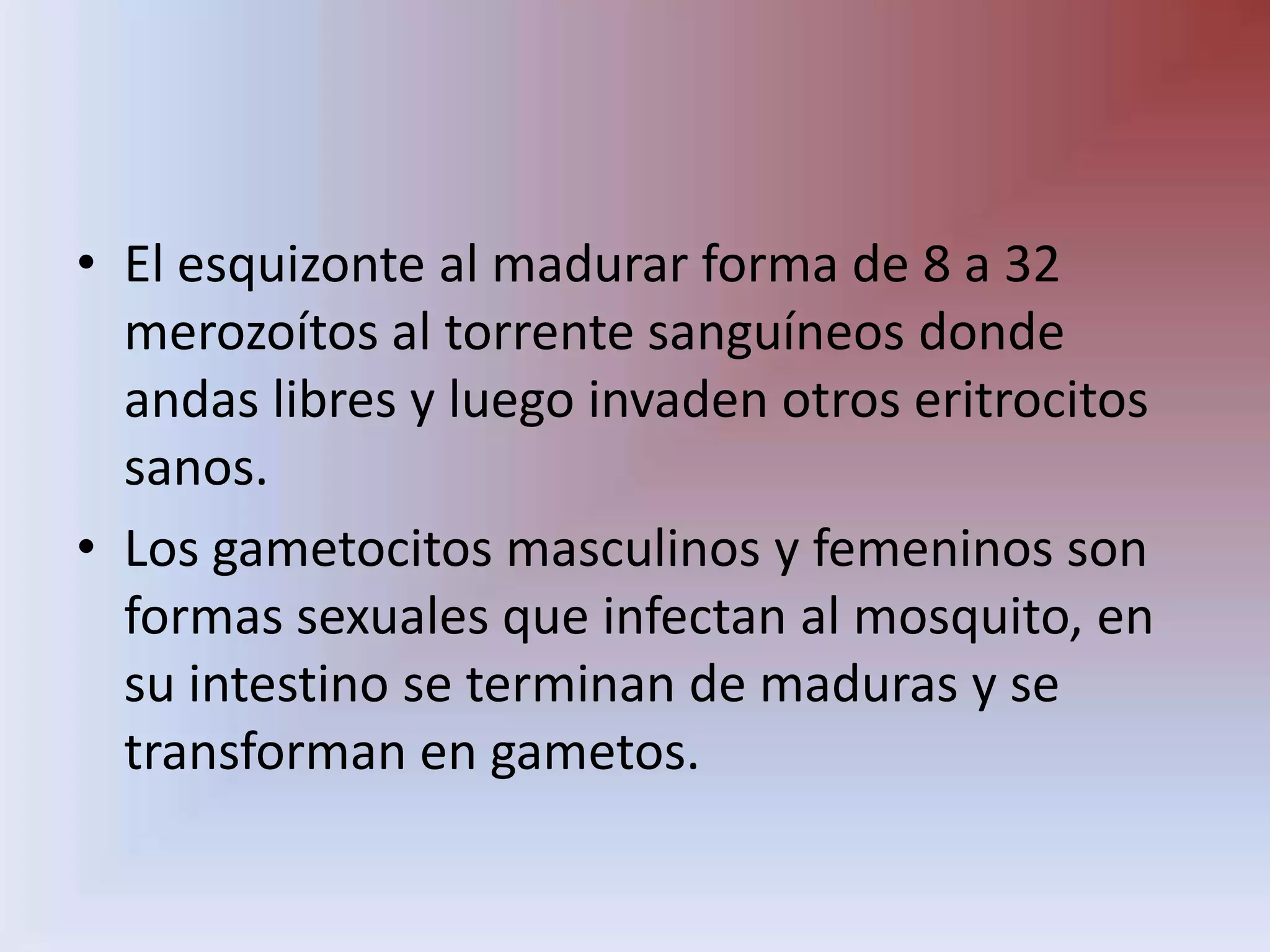 El esquizonte al madurar forma de 8 a 32 merozoítos al torrente sanguíneos donde andas libres y luego invaden otros eritrocitos sanos.Los gametocitos masculinos y femeninos son formas sexuales que infectan al mosquito, en su intestino se terminan de maduras y se transforman en gametos.