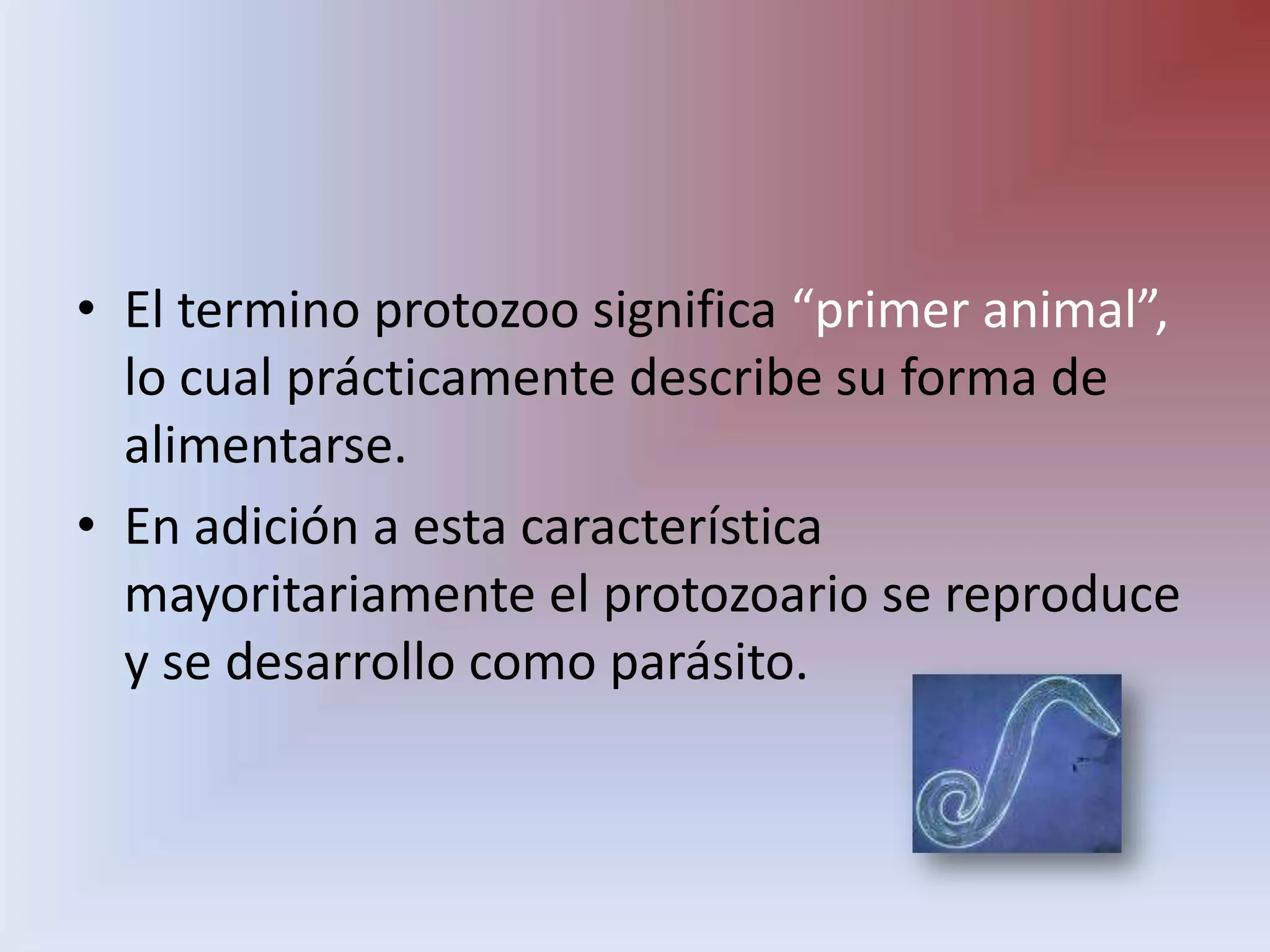 El termino protozoo significa “primer animal”, lo cual prácticamente describe su forma de alimentarse.En adición a esta característica mayoritariamente el protozoario se reproduce y se desarrollo como parásito.