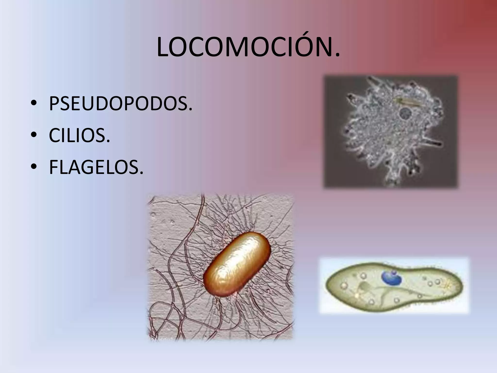 LOCOMOCIÓN.PSEUDOPODOS.CILIOS.FLAGELOS.