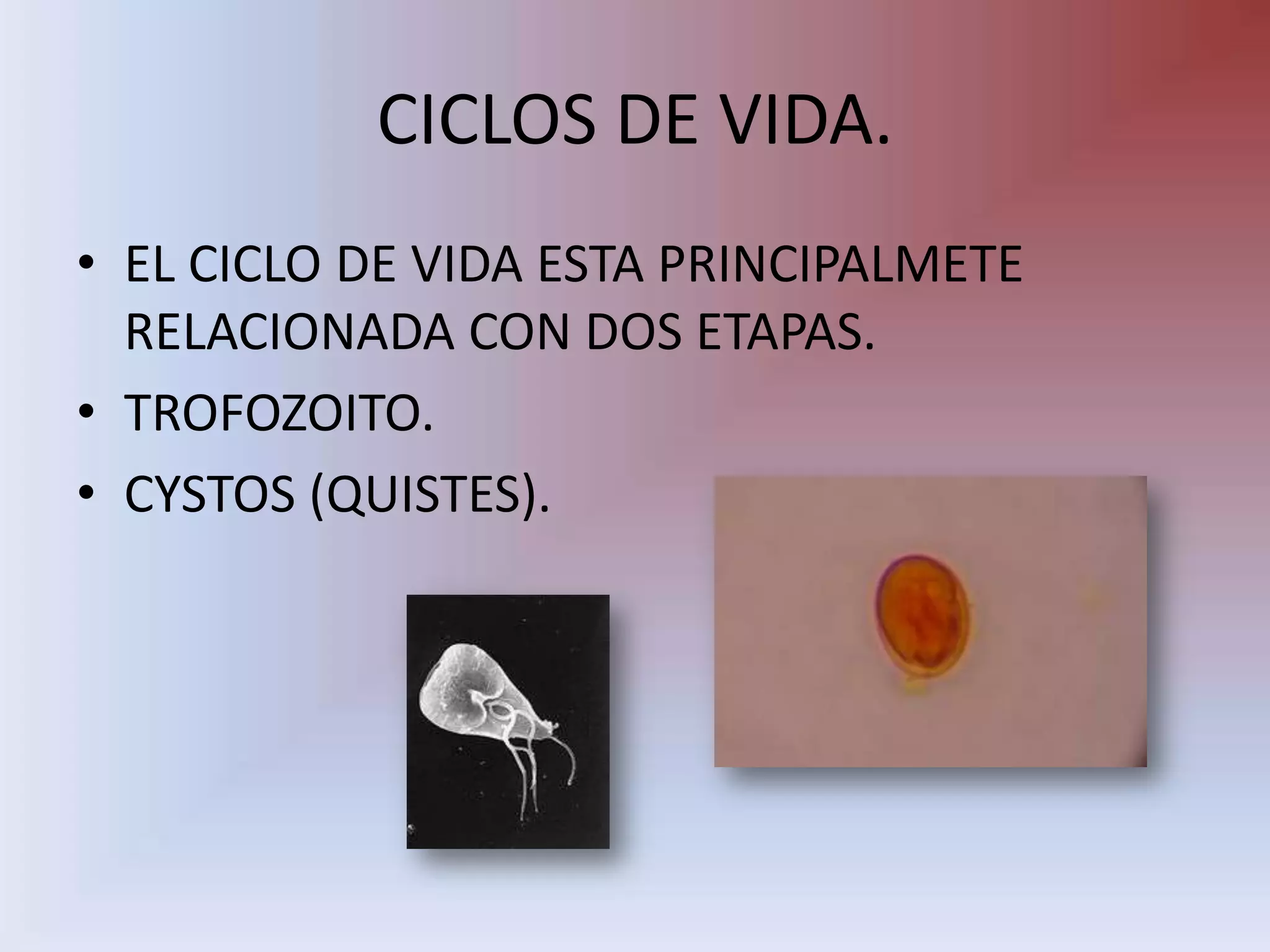 CICLOS DE VIDA.EL CICLO DE VIDA ESTA PRINCIPALMETE RELACIONADA CON DOS ETAPAS.TROFOZOITO.CYSTOS (QUISTES).