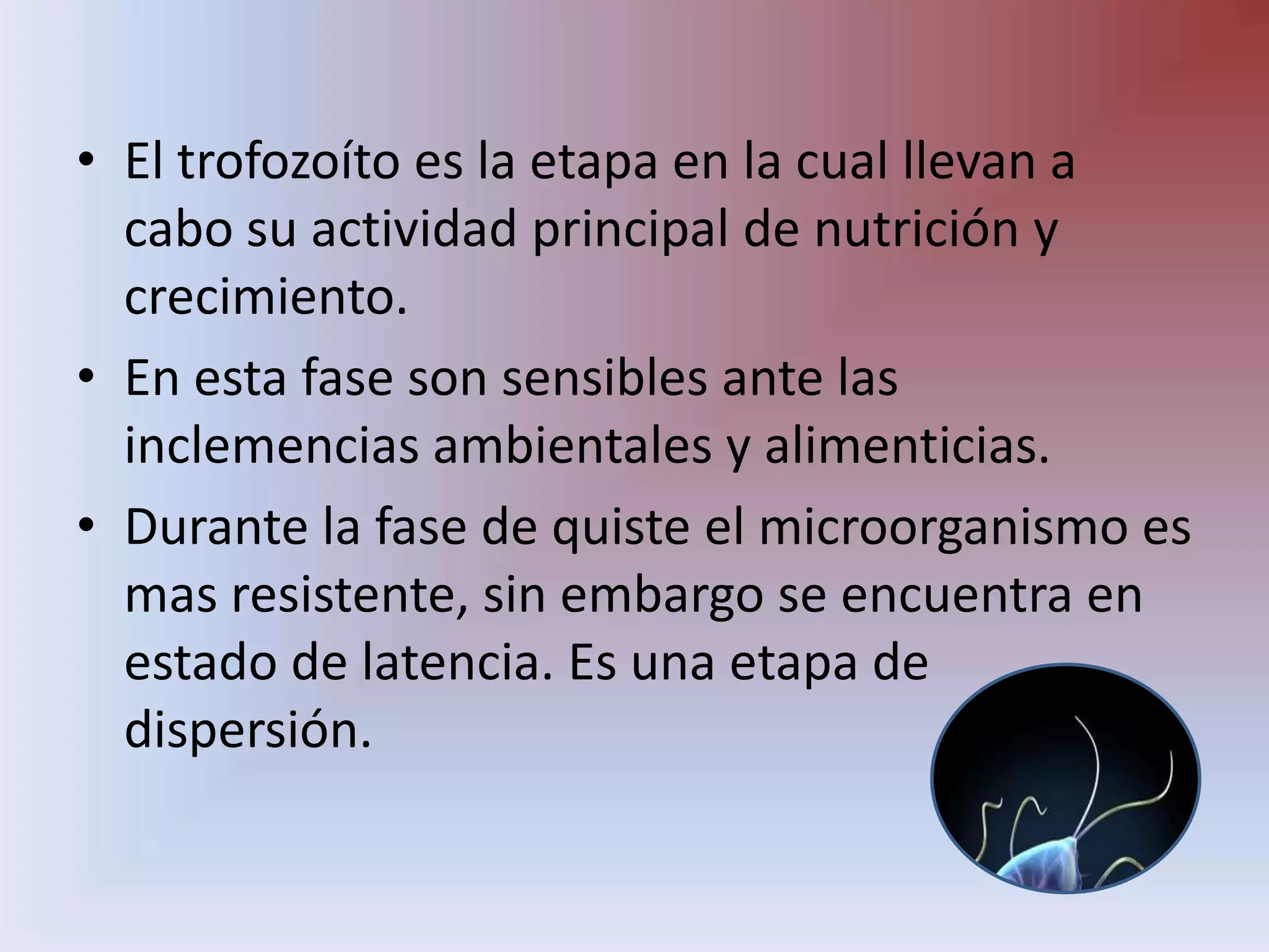 El trofozoíto es la etapa en la cual llevan a cabo su actividad principal de nutrición y crecimiento.En esta fase son sensibles ante las inclemencias ambientales y alimenticias.Durante la fase de quiste el microorganismo es mas resistente, sin embargo se encuentra en estado de latencia. Es una etapa de dispersión. 
