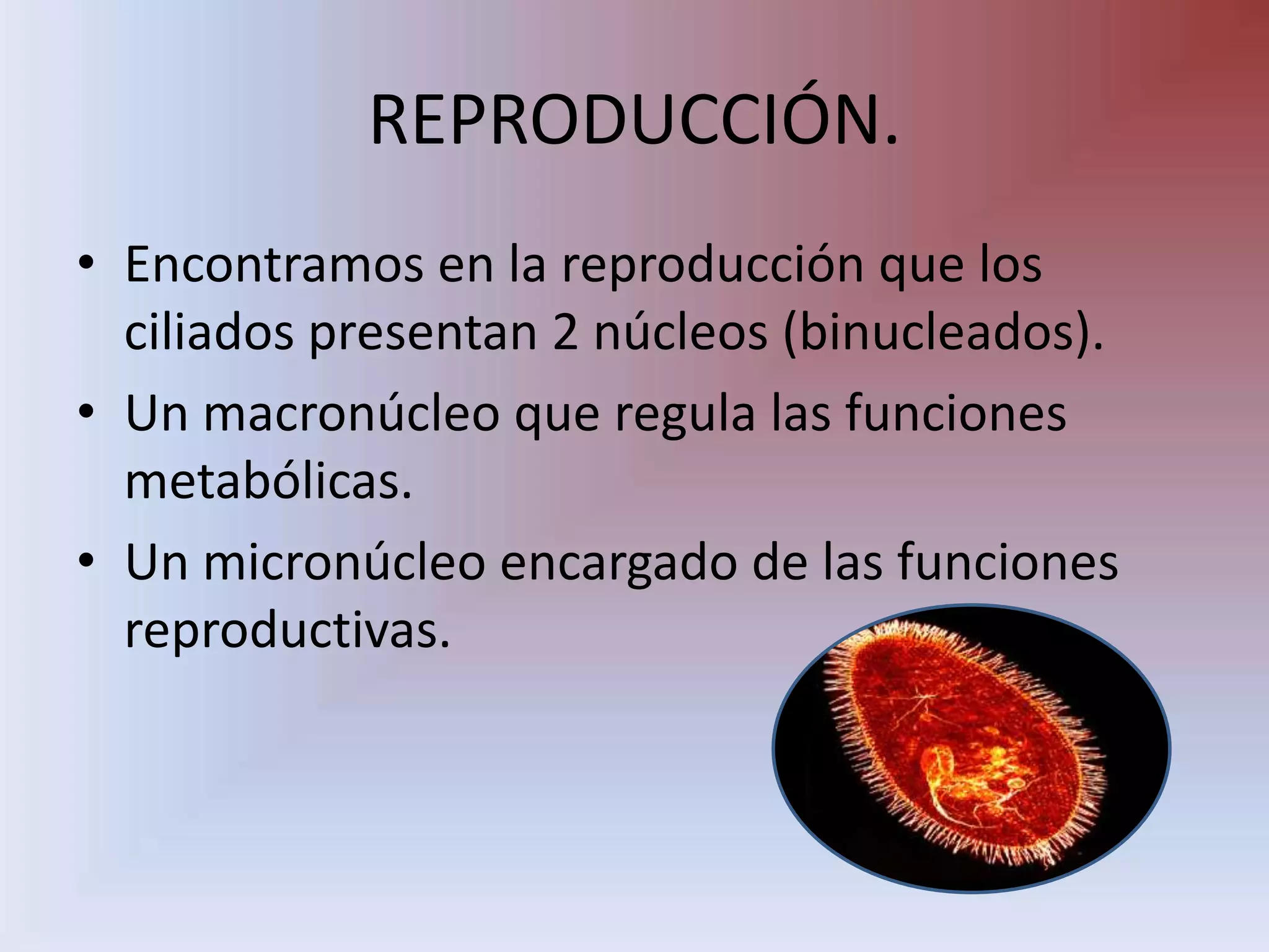 REPRODUCCIÓN.Encontramos en la reproducción que los ciliados presentan 2 núcleos (binucleados).Un macronúcleo que regula las funciones metabólicas. Un micronúcleo encargado de las funciones reproductivas.