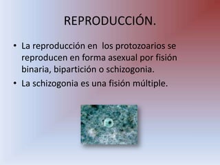 REPRODUCCIÓN.La reproducción en  los protozoarios se reproducen en forma asexual por fisión binaria, bipartición o schizogonia.La schizogonia es una fisión múltiple.
