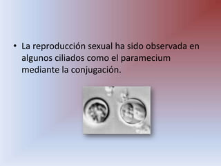 La reproducción sexual ha sido observada en algunos ciliados como el parameciummediante la conjugación.
