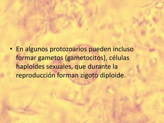 En algunos protozoarios pueden incluso formar gametos (gametocitos), células haploides sexuales, que durante la reproducción forman zigoto diploide.