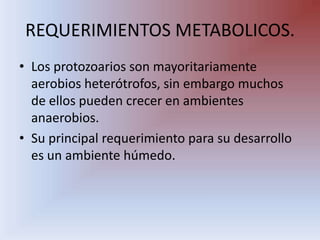 REQUERIMIENTOS METABOLICOS.Los protozoarios son mayoritariamente aerobios heterótrofos, sin embargo muchos de ellos pueden crecer en ambientes anaerobios. Su principal requerimiento para su desarrollo es un ambiente húmedo.