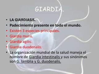 GIARDIA.LA GIARDIASIS.Padecimiento presente en todo el mundo.Existen 3 especies principales.Giardia muris.Giardia agilis.Giardia duodenalis.La organización mundial de la salud maneja el nombre de Giardia intestinalisy sus sinónimos son G. lamblia y G. duodenalis.
